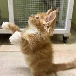 Fluffy Maine coon kittens