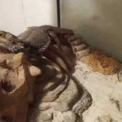 Free bearded dragons