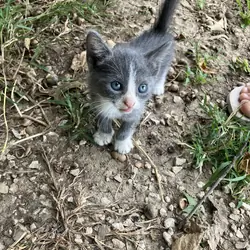 Kittens