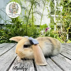 Mini lop bunnies