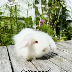Teddywidder bunny