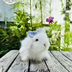 Teddywidder bunny
