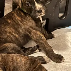 Boxer Puppies