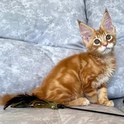 Beautiful Orange Long-Haired Kitten – Friendly