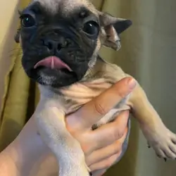 Beautiful Male French Bulldog Puppies