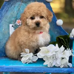 Toy poodle pup