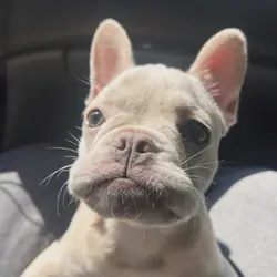 French bulldog