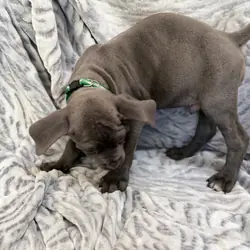 BEAUTIFUL CANE CORSO PUPPIES LOOKING FOR THEIR FOR