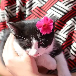 Super sweet kittens