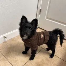 pomeranian mix