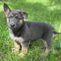 German Shepherd