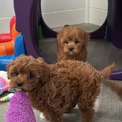 Cute Little Poodle Pups for sale