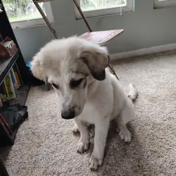 Puppies