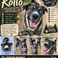 Rollo Needs a Home