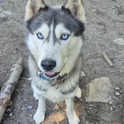 AKC Siberian Husky Stud Available