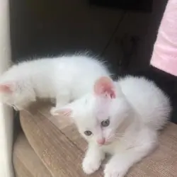 Beautiful Norwegian forest kittens