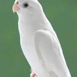 pet white cockatiel