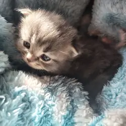 Half Persian Kittens