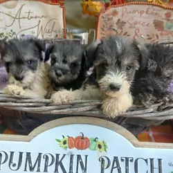 Adorable Miniature Schnauzers