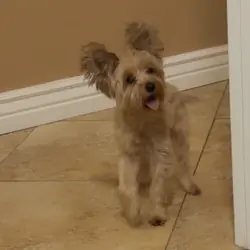 Female Yorkie