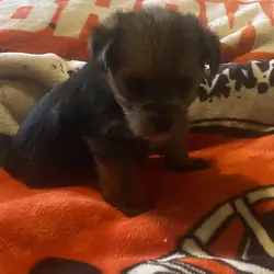Calling All Yorkshire Terrier Puppy Lovers!!!