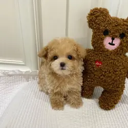 Adorable 10-Week-Old Puppy