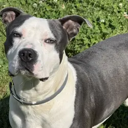 Zeus needs a new home!
