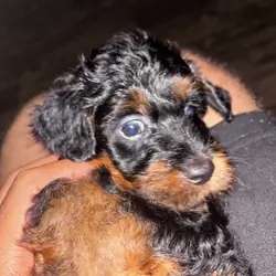Mini Aussie doodle