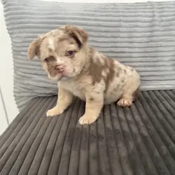 Fluffy French bulldog