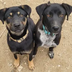 Lab Black Female