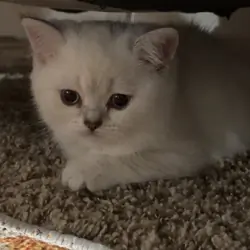Scottish Straight Kitten