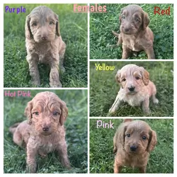 Mini/medium Goldendoodles