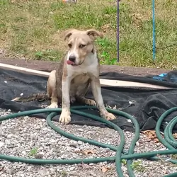 6-7 month old pit mix
