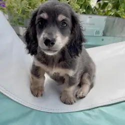 Miniature Dachshund puppy