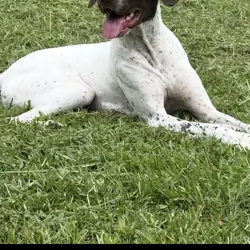 German Shorthaired Pointer