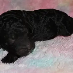 labradoodle