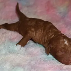red labradoodle
