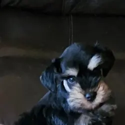 Miniature  Schnauzers