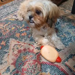 Shih tzu Puppy