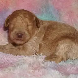 phantom, chocolate, apricot medium labradoodle ckc