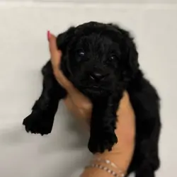 Pomapoo puppies