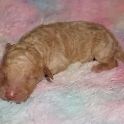 standard ckc registered labradoodles
