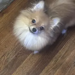 Pomeranian pup