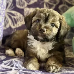 Yorkipoo Puppy