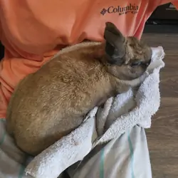 Sweet Rex Bunny and Huge Hutch