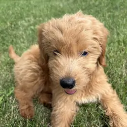 12 weeks old F1 female Mini Goldendoodle