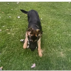 Active German Shepherd 6 Month Puppy