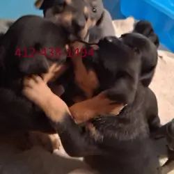 European doberman puppies