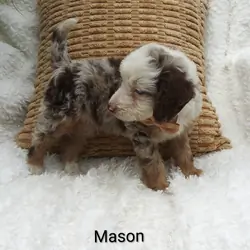 Mason