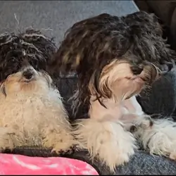 Three small dogs looking for new home.
